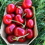 Nyaraló Dolceapulia